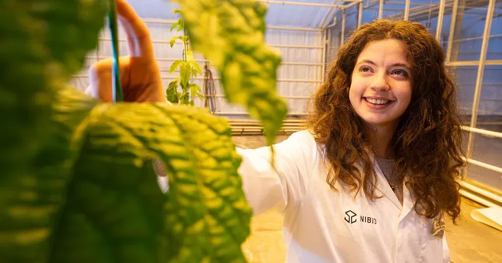 A researcher tending plants in a greenhouse, from the article about heat reuse in Sauda.
